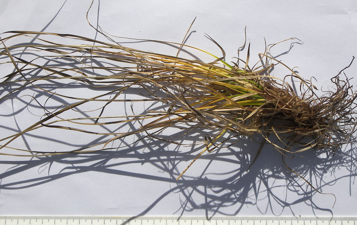 Изображение особи Carex capillaris.