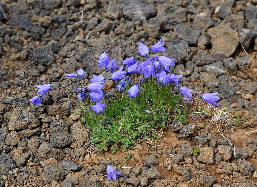 Image of Campanula rotundifolia specimen.