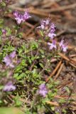 Thymus serpyllum