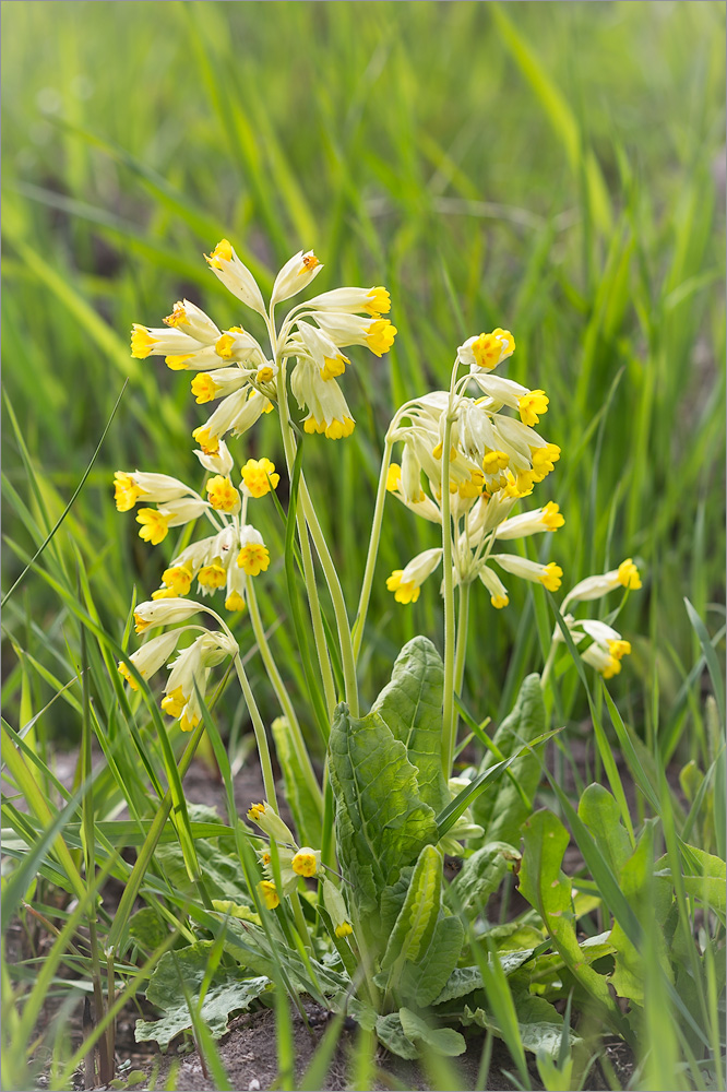 Image of Primula veris specimen.