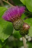 Cirsium heterophyllum. Распустившееся и нераспустившееся соцветия. Ленинградская обл., Всеволожский р-н, окр. пос. Куйвози, садоводство. 07.07.2015.