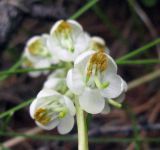 Pyrola rotundifolia