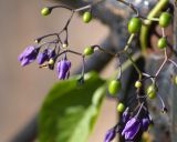 Solanum dulcamara