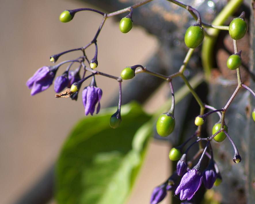 Изображение особи Solanum dulcamara.