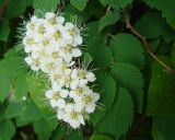 Spiraea chamaedryfolia. Соцветие и листья. Ленинградская обл., Волхов, Октябрьская наб. 25.05.2010.