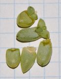 Traganum moquinii