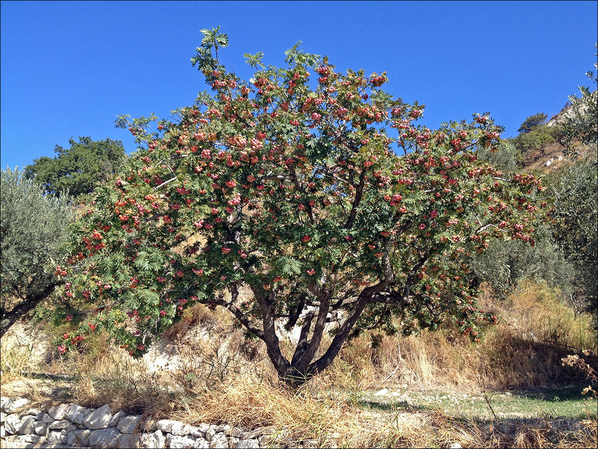 Image of Sorbus domestica specimen.