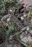 Achillea ptarmicifolia. Цветущее растение в сообществе с Salix. Кабардино-Балкарская Республика, высокогорье в р-не северного склона Главного Кавказского (Водораздельного) хребта, ущ. Дыхсу в нижнем течении, зарастающие крупноглыбовые селевые отложения. 01.08.2012.