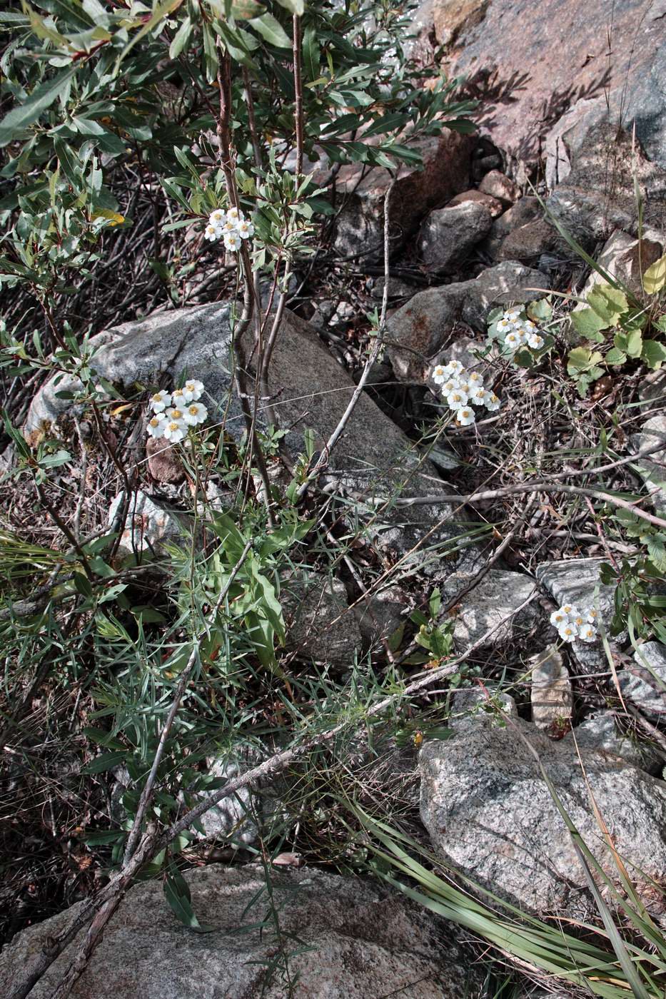 Изображение особи Achillea ptarmicifolia.