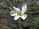 Magnolia kobus