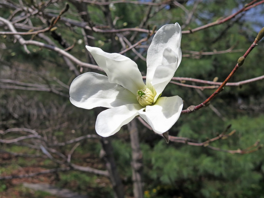 Image of Magnolia kobus specimen.