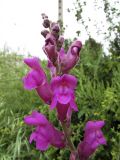 Antirrhinum majus