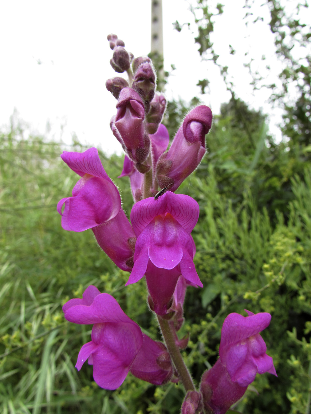 Изображение особи Antirrhinum majus.