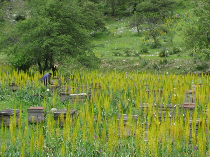 Изображение особи Eremurus fuscus.