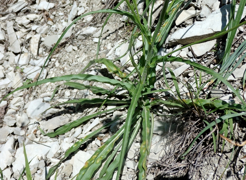 Image of Scorzonera stricta specimen.