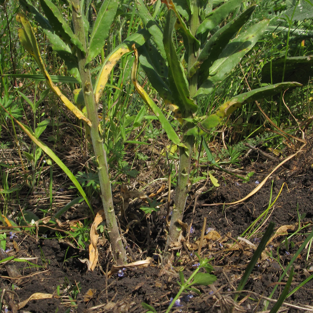 Изображение особи Lepidium campestre.