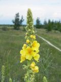 Verbascum phlomoides