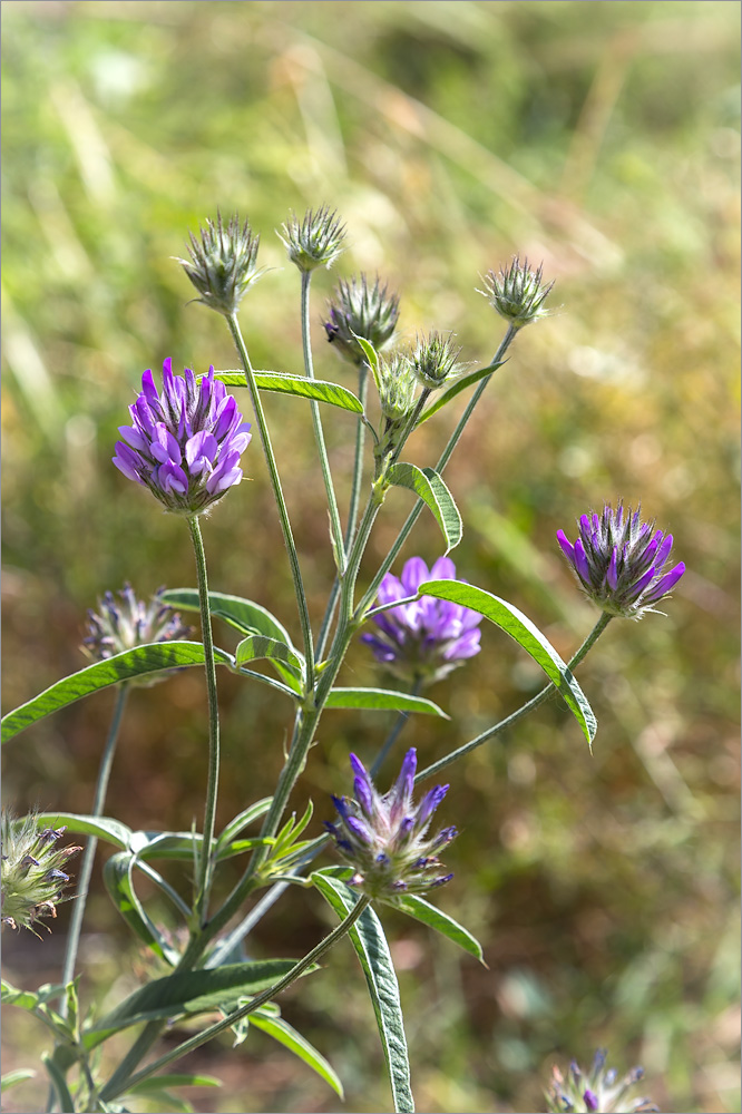 Изображение особи Psoralea bituminosa.