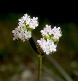 Valerianella carinata