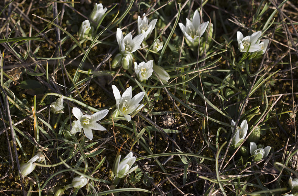 Изображение особи Ornithogalum sibthorpii.