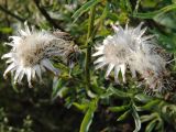 Centaurea scabiosa. Вызревшие соплодия на верхушке растения. Ленинградская обл., окр. ж-д ст. Кавголово. 29.07.2009.