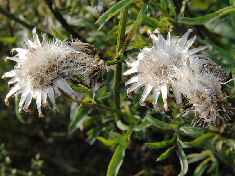 Изображение особи Centaurea scabiosa.