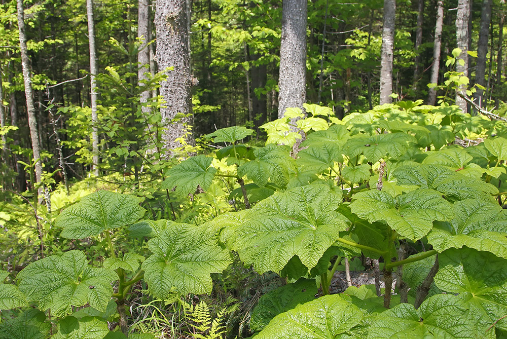 Image of Oplopanax elatus specimen.