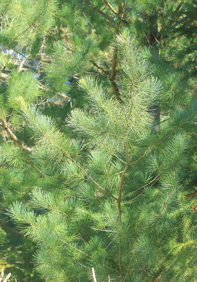 Image of Pinus taiwanensis specimen.