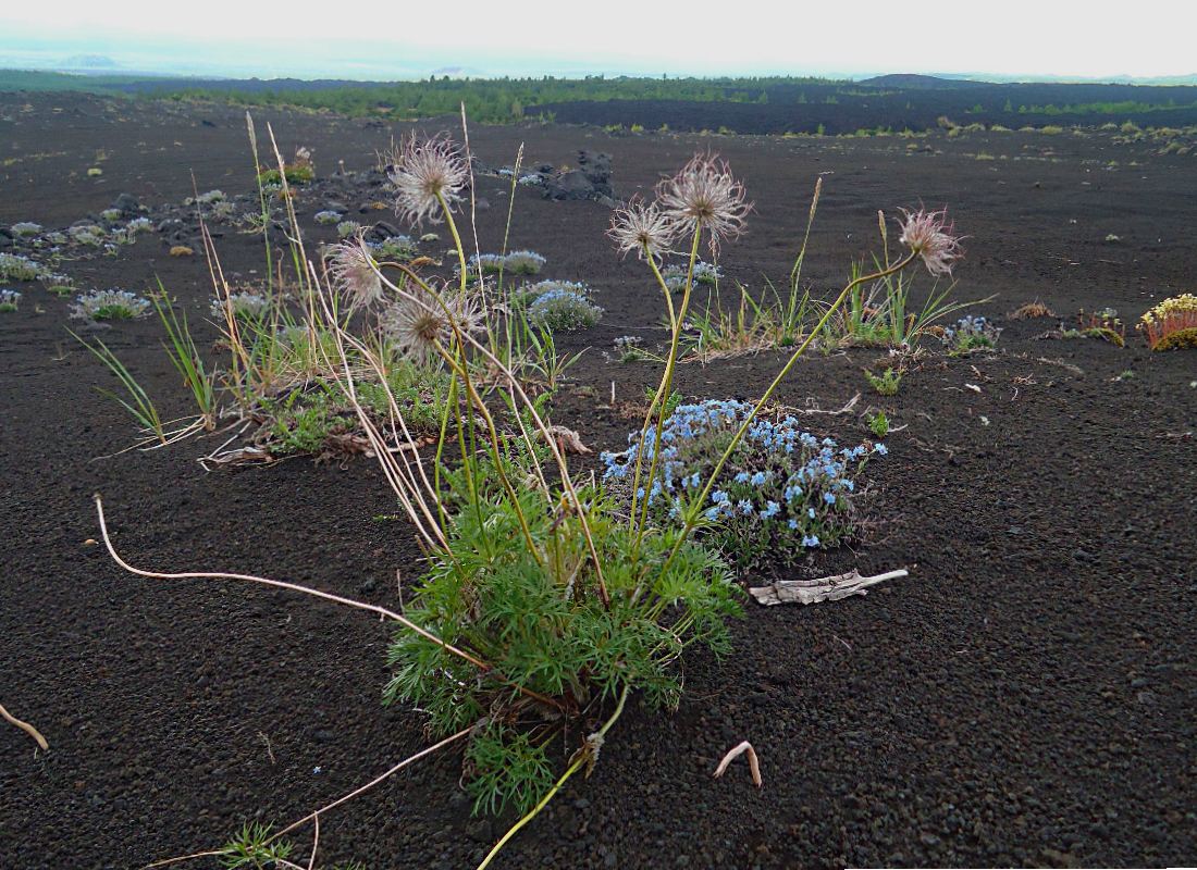 Image of Pulsatilla multifida specimen.