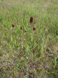 Sanguisorba officinalis. Цветушее растение. Кольский п-ов, Восточный Мурман, Дальние Зеленцы, заросшая разнотравьем антропогенная пустошь возле Большого Дома. 11.08.2016.