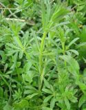 Galium aparine