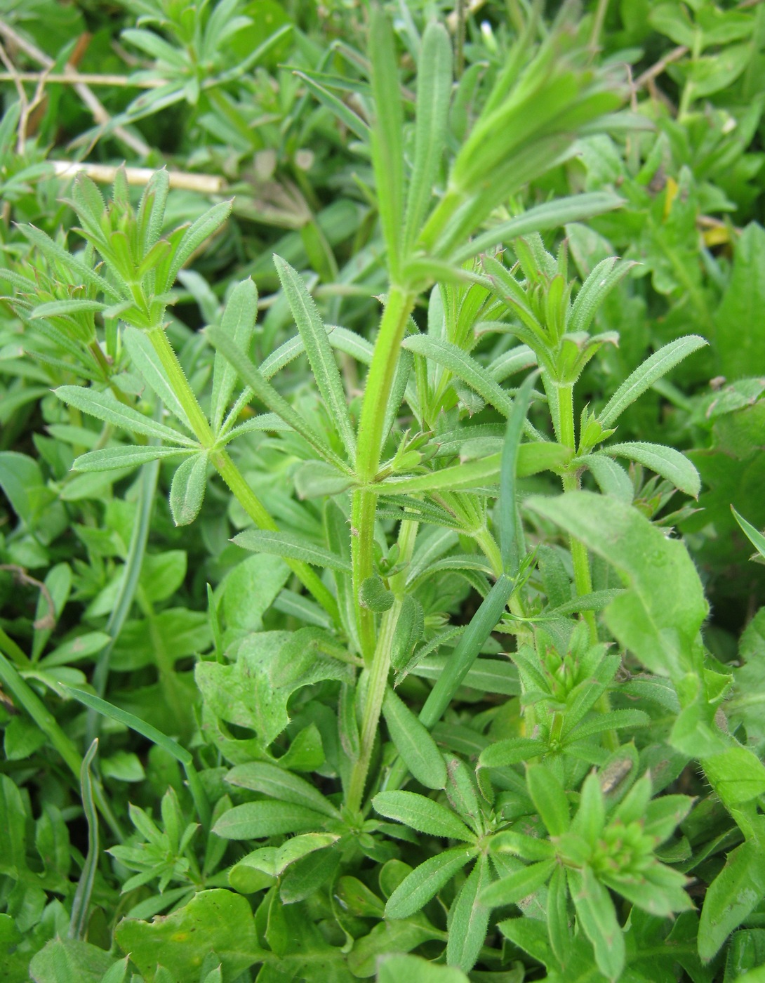 Image of Galium aparine specimen.