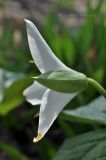 Trillium flexipes