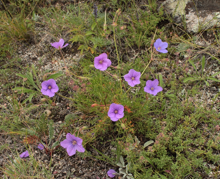 Изображение особи Erodium tataricum.