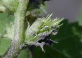 Xanthium orientale