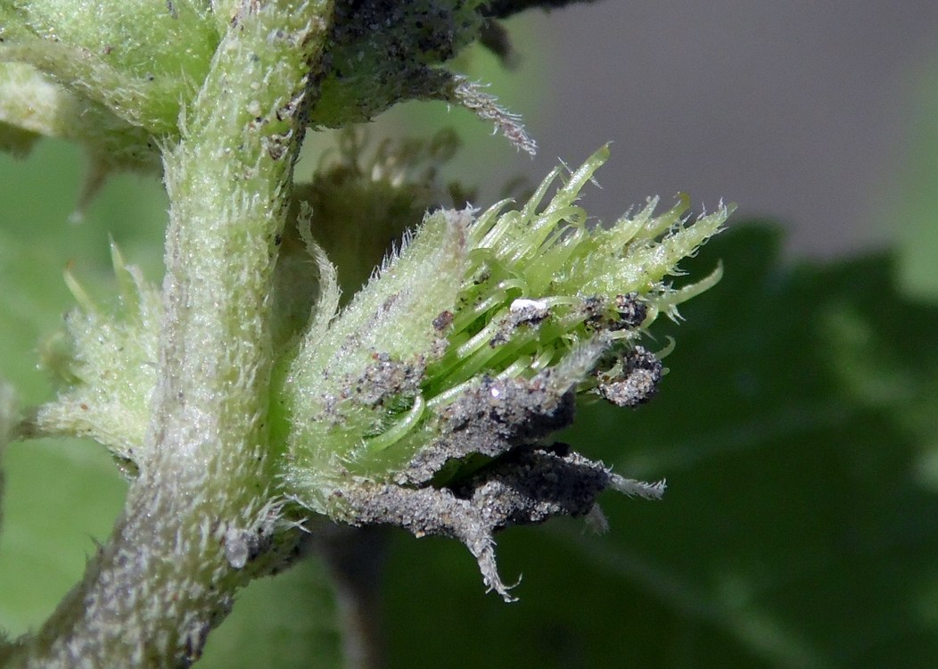 Изображение особи Xanthium orientale.
