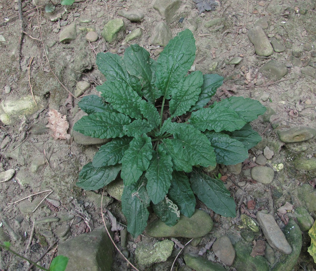 Image of Erysimum aureum specimen.