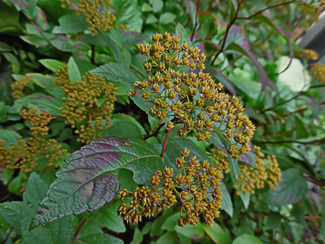 Image of Spiraea japonica specimen.