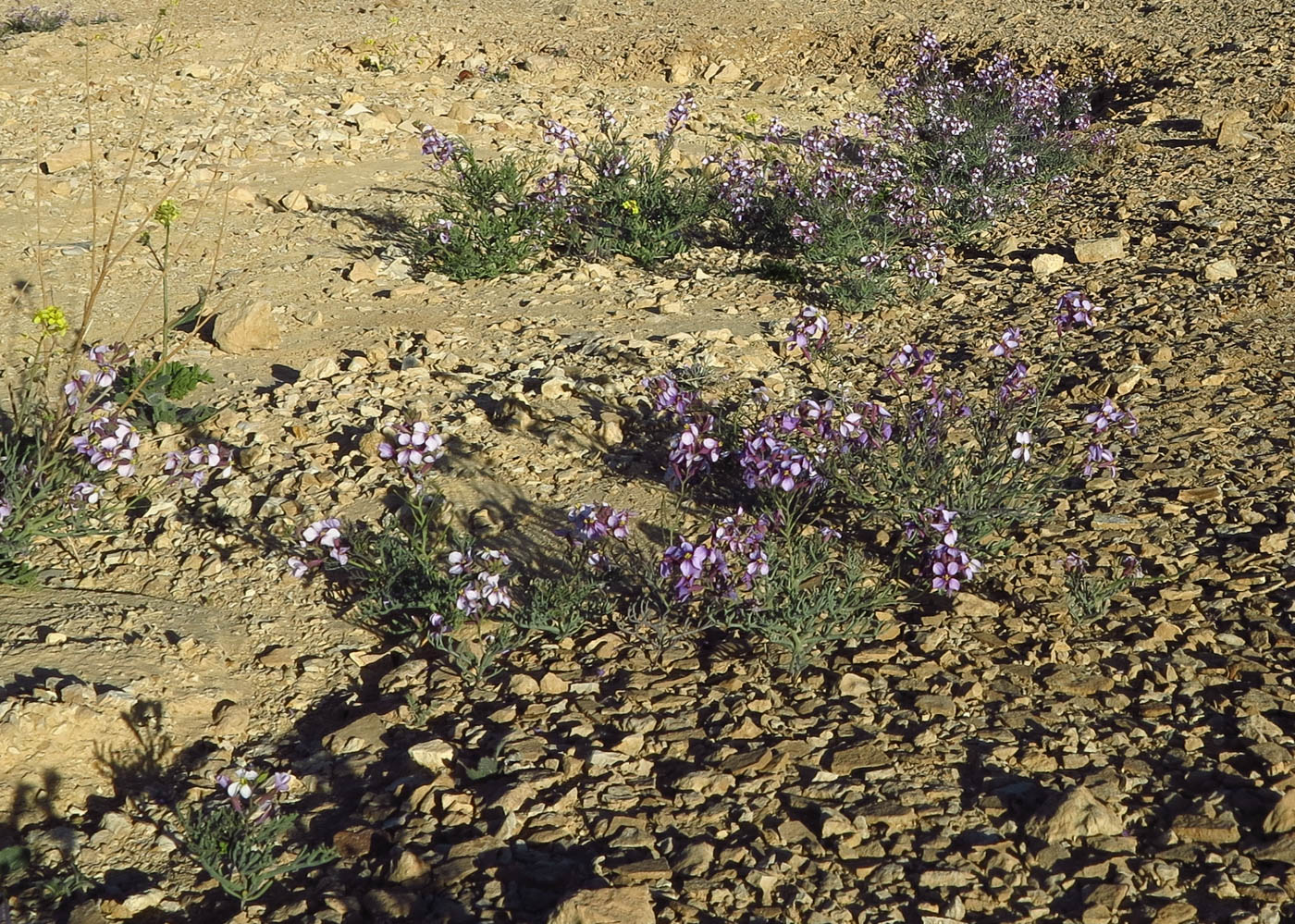 Изображение особи Pseuderucaria clavata.