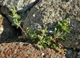 genus Chenopodium. Плодоносящее растение. Испания, Кастилия и Леон, г. Саламанка, каменная стена. Октябрь.