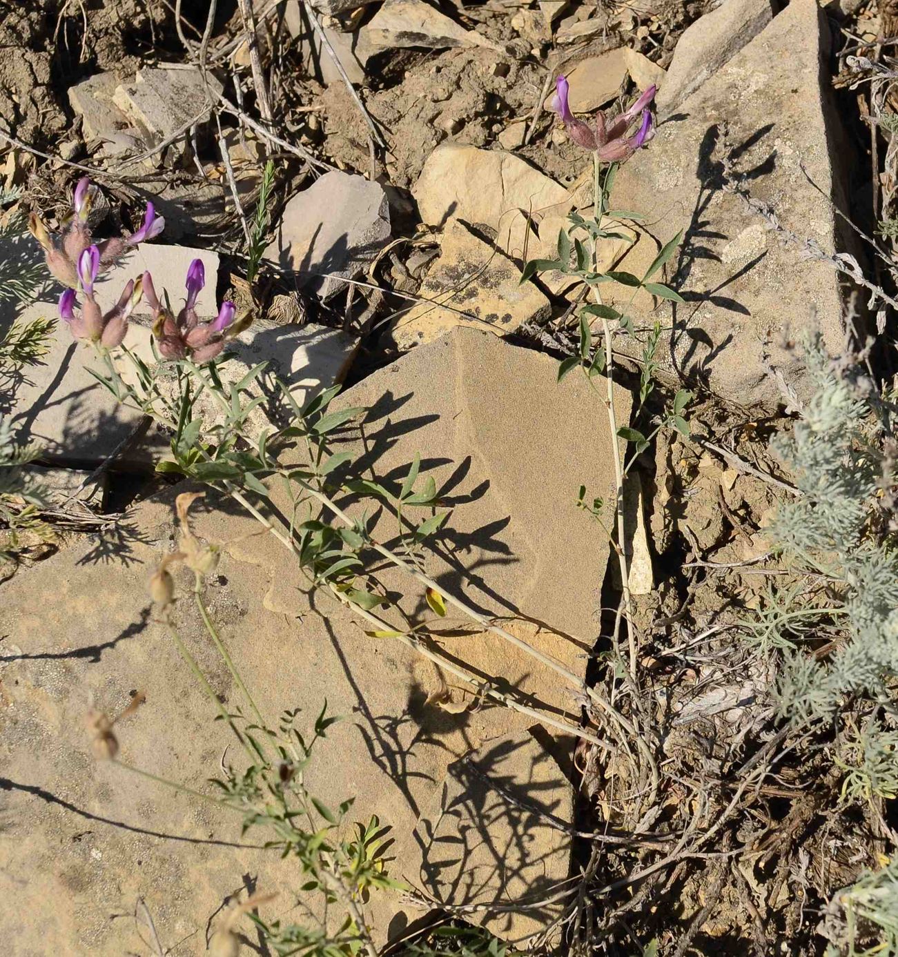 Image of Astragalus medius specimen.