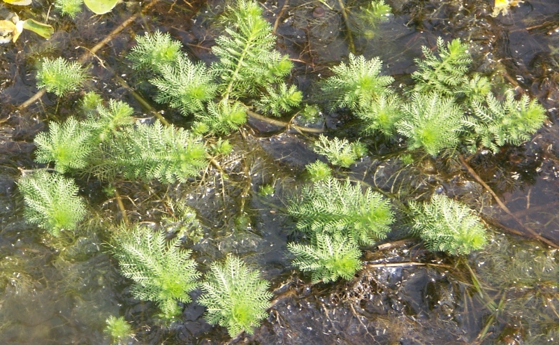 Image of Myriophyllum verticillatum specimen.