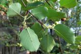 Amelanchier alnifolia