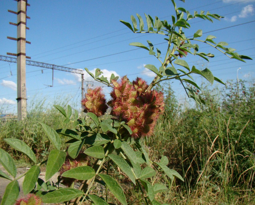 Image of Glycyrrhiza foetidissima specimen.