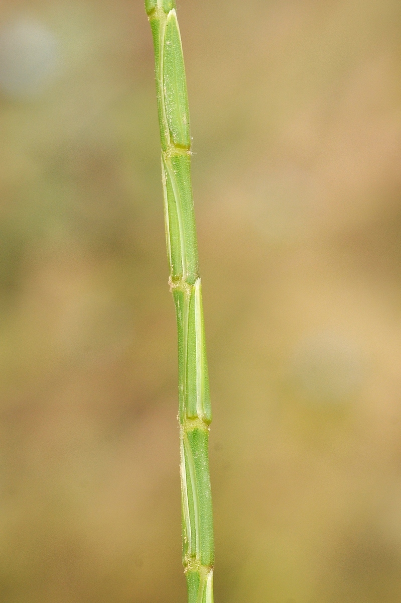 Изображение особи Henrardia persica.