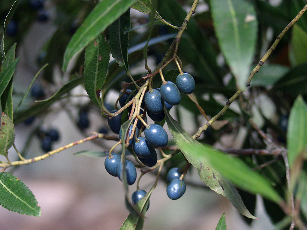 Изображение особи Elaeocarpus reticulatus.