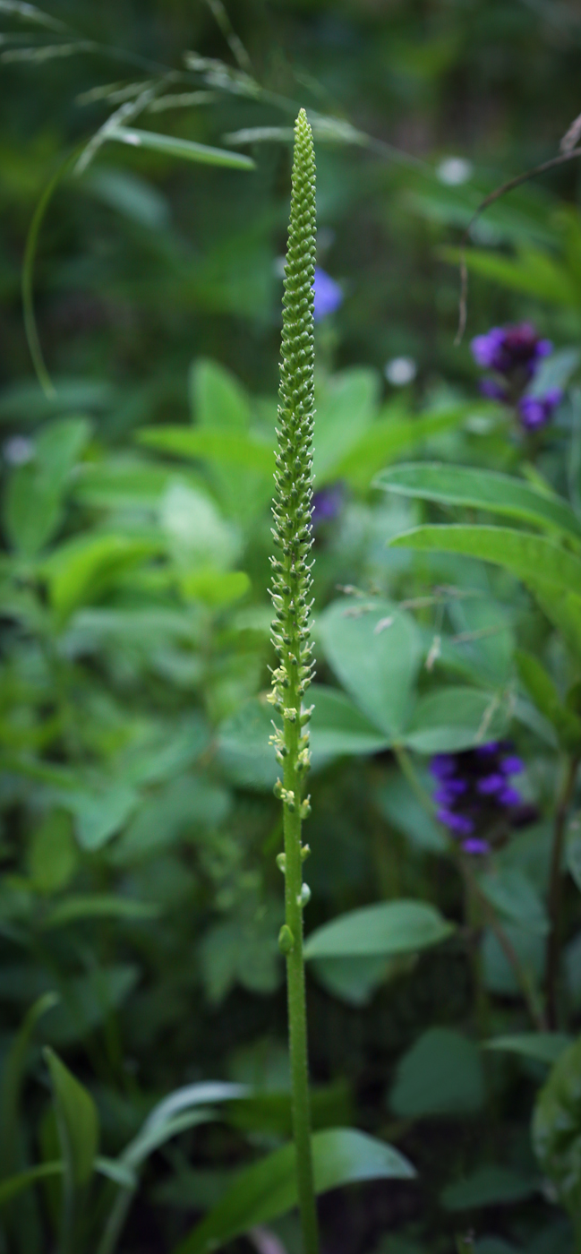 Изображение особи Plantago major.