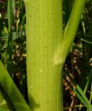 Pleurospermum uralense. Основание стеблевого листа (вид сбоку). Восточный Казахстан, Кокпектинский р-н, 25 км в горы от с. Пантелеймоновка, ≈ 1000 м н.у.м., просека в лесу. 13.06.2016.