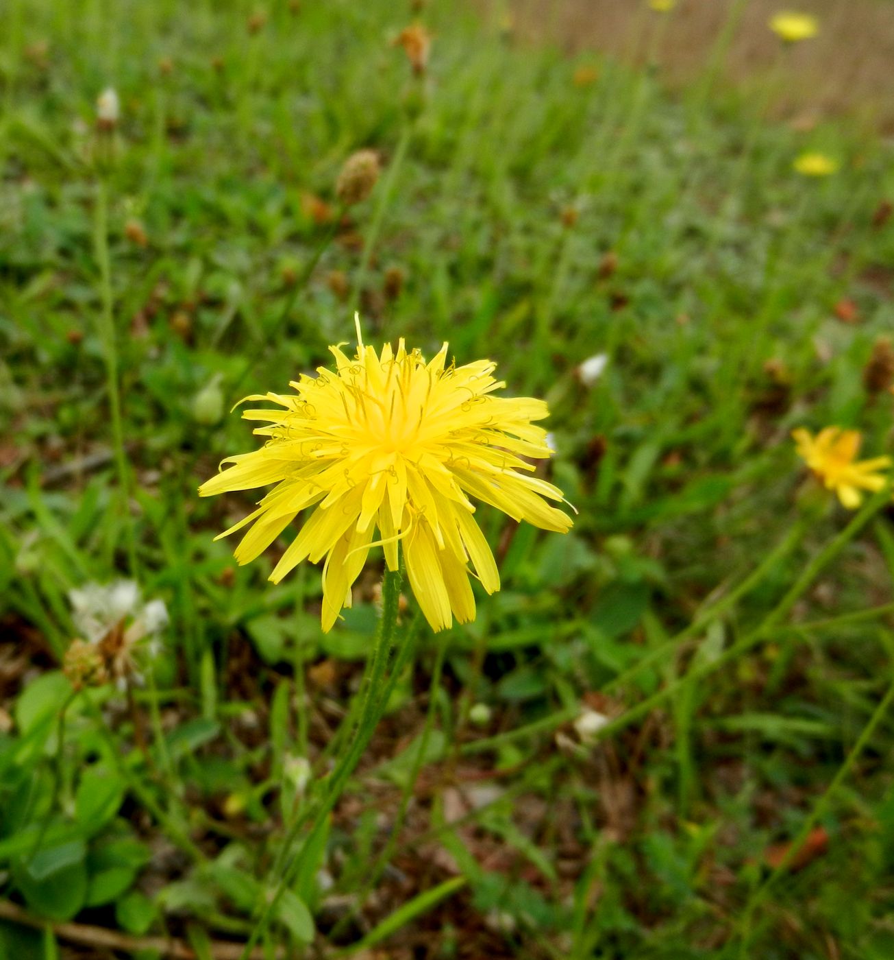 Изображение особи Crepis rhoeadifolia.