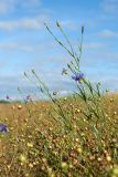 Centaurea cyanus. Верхушка расцветающего растения над плодоносящими побегами Linum usitatissimum. Беларусь, Витебская обл., Городокский р-н, окр. пос. Малашенки, сорное на поле в посевах Linum usitatissimum. 17.08.2016.